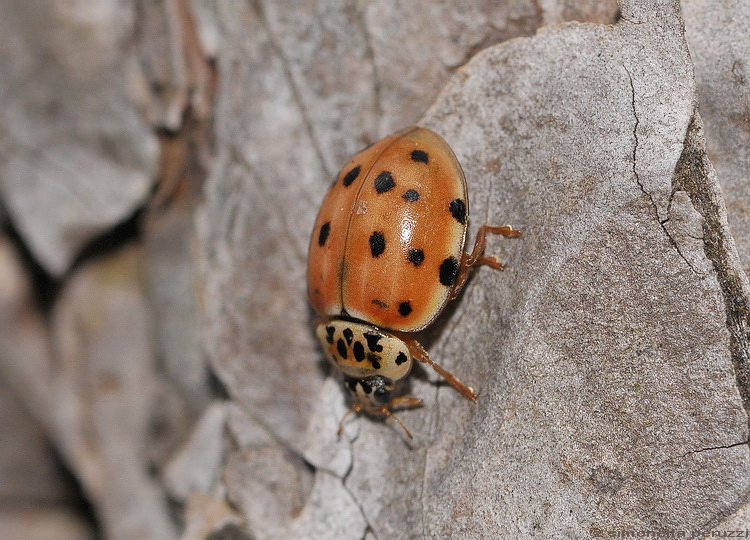 Anisosticta novedecimpunctata ?